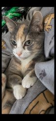 Lost Female Cat last seen Boston st/wyman st, Lynn, MA 01905