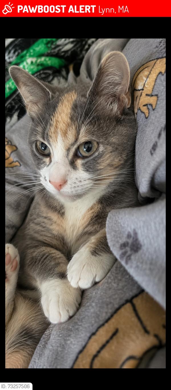Lost Female Cat last seen Boston st/wyman st, Lynn, MA 01905