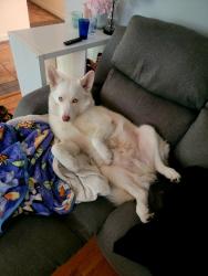 Reunited Male Dog last seen Oak Ave and near C Bar C Park., Citrus Heights, CA 95610