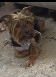 Reunited Male Dog last seen North Pearl Street Clayton New Jery, Clayton, NJ 08312