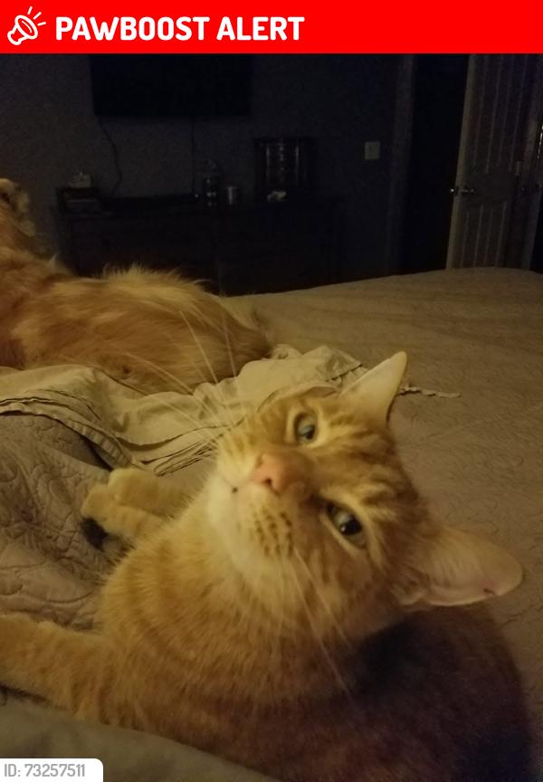Lost Male Cat last seen Greenspring, Colorado Springs, CO 80925