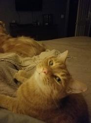 Lost Male Cat last seen Greenspring, Colorado Springs, CO 80925