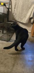 Reunited Male Cat last seen Between Chancey Rd and Palm Grove Dr, Zephyrhills, FL 33542