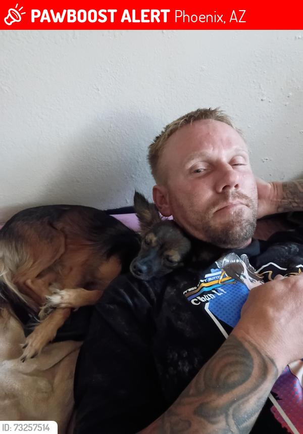 Lost Male Dog last seen 35yh Ave and cactus, Phoenix, AZ 85029