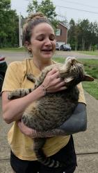 Reunited Male Cat last seen Off Florence Rd & Valor Dr. Near the Miles Cemetary, Murfreesboro, TN 37129