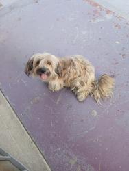 Found/Stray Female Dog last seen King st, San Bernardino, CA 92410