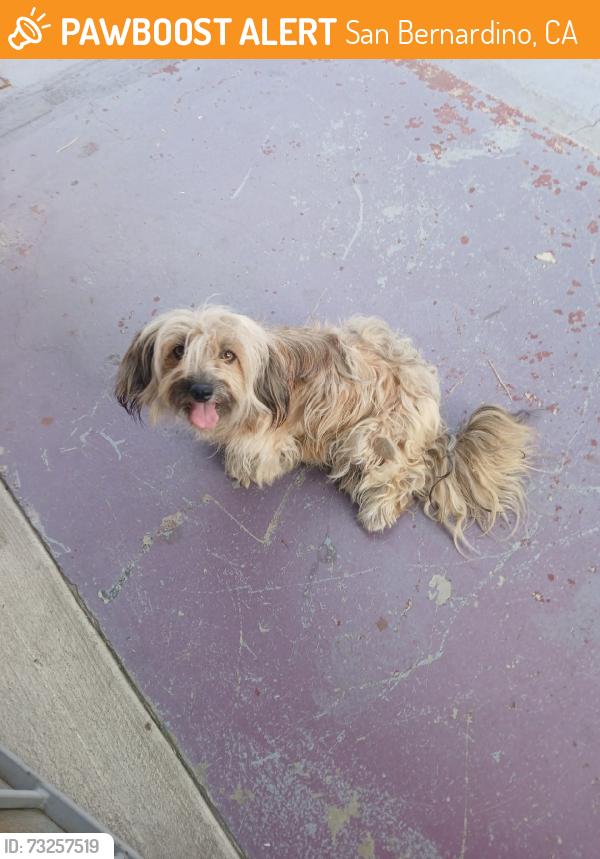 Found/Stray Female Dog last seen King st, San Bernardino, CA 92410