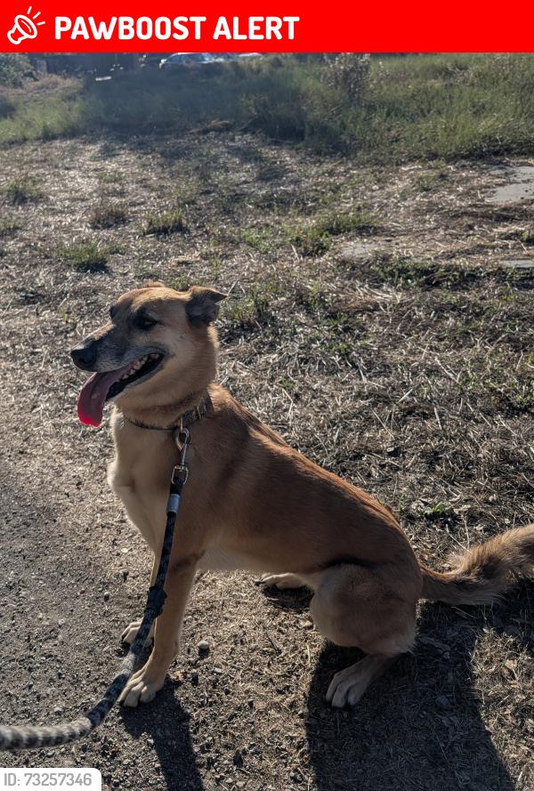 Lost Female Dog last seen Pine Hill Rd and Hwy 1, Tamalpais-Homestead Valley, CA 94941