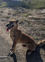 Lost Female Dog last seen Pine Hill Rd and Hwy 1, Tamalpais-Homestead Valley, CA 94941