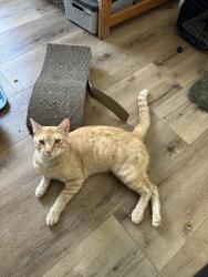 Reunited Male Cat last seen Near S Norton Ave, Los Angeles, CA 90019, USA, Los Angeles, CA 90019