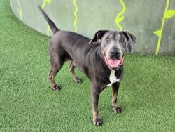 Shelter Stray Female Dog last seen , 14409 Vanowen St, Van Nuys, CA 91405, USA