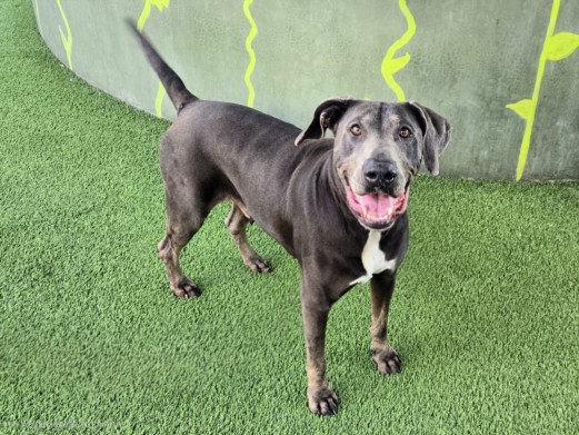 Shelter Stray Female Dog last seen , 14409 Vanowen St, Van Nuys, CA 91405, USA