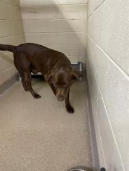 Shelter Stray Male Dog last seen GARDNER WEBB UNIVERSITY, 1601 Airport Rd, Shelby, NC 28150, USA