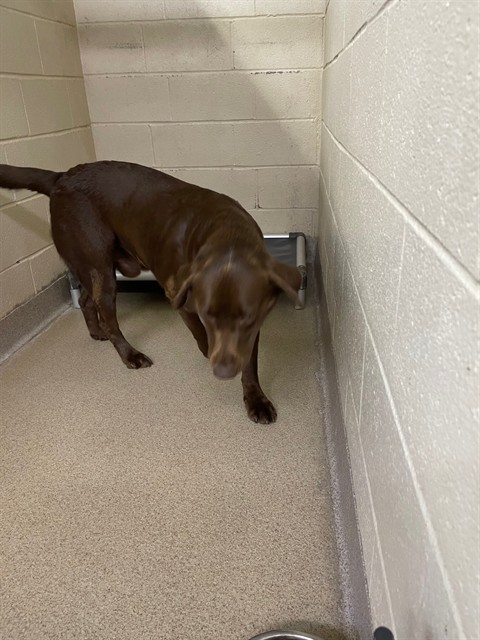 Shelter Stray Male Dog last seen GARDNER WEBB UNIVERSITY, 1601 Airport Rd, Shelby, NC 28150, USA