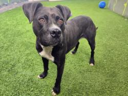 Shelter Stray Female Dog last seen , 14409 Vanowen St, Van Nuys, CA 91405, USA