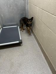 Shelter Stray Female Dog last seen CINNABAR ST, 1601 Airport Rd, Shelby, NC 28150, USA