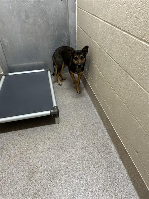Shelter Stray Female Dog last seen CINNABAR ST, 1601 Airport Rd, Shelby, NC 28150, USA