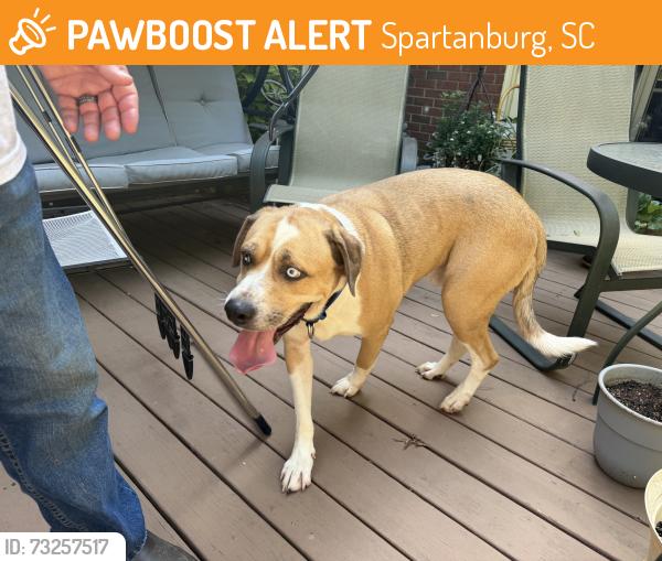 Found/Stray Male Dog last seen Woodridge beighborhood, Spartanburg, SC 29301