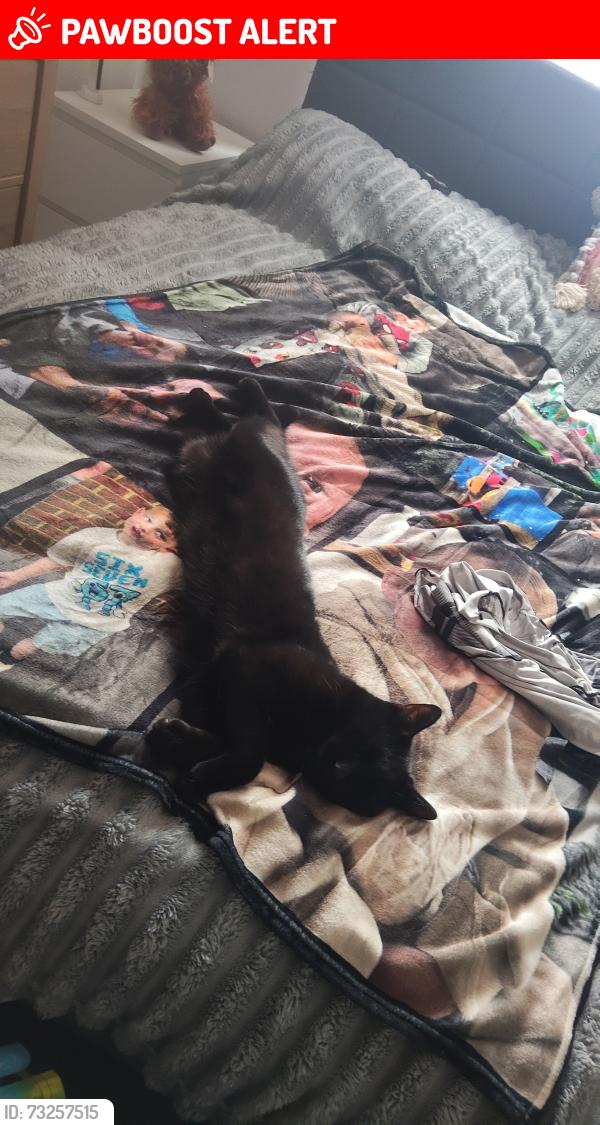 Lost Male Cat last seen Panshanger airfield, Hertfordshire, England AL7 2HD