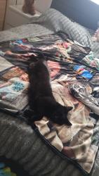 Lost Male Cat last seen Panshanger airfield, Hertfordshire, England AL7 2HD
