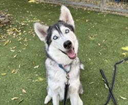 Shelter Stray Female Dog last seen , 14409 Vanowen St, Van Nuys, CA 91405, USA