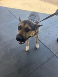 Shelter Stray Male Dog last seen , 1850 W 60th St, Los Angeles, CA 90047, USA