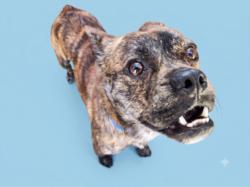 Shelter Stray Male Dog last seen , 1850 W 60th St, Los Angeles, CA 90047, USA