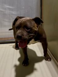 Shelter Stray Male Dog last seen Near BLOCK PALOMINO DR, BAKERSFIELD CA 93306, 3951 Fruitvale Ave, Bakersfield, CA 93308, USA