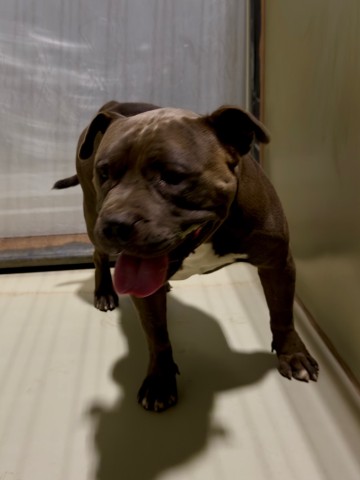 Shelter Stray Male Dog last seen Near BLOCK PALOMINO DR, BAKERSFIELD CA 93306, 3951 Fruitvale Ave, Bakersfield, CA 93308, USA