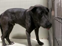 Shelter Stray Male Dog last seen Near BLOCK BRECKENRIDGE RD, BAKERSFIELD CA 93306, 3951 Fruitvale Ave, Bakersfield, CA 93308, USA
