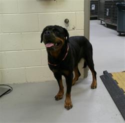 Shelter Stray Female Dog last seen , 232 Eslinger Way, Sanford, FL 32773, USA