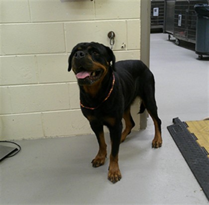 Shelter Stray Female Dog last seen , 232 Eslinger Way, Sanford, FL 32773, USA