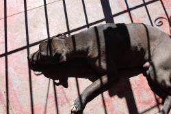 Reunited Male Dog last seen Near, El Paso, TX 79903