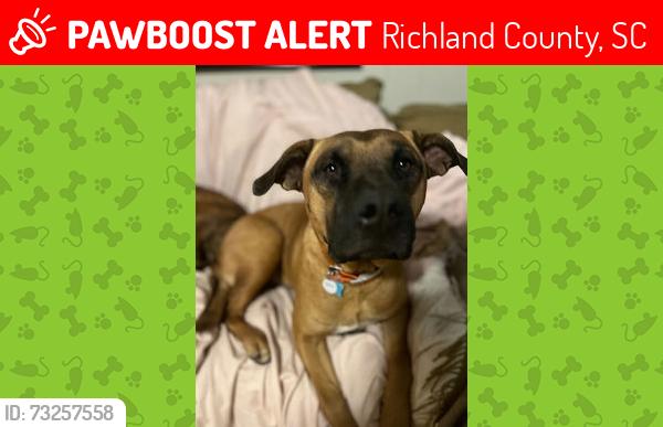 Lost Male Dog last seen Hunting Creek Farms, Richland County, SC 29061