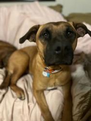 Lost Male Dog last seen Hunting Creek Farms, Richland County, SC 29061