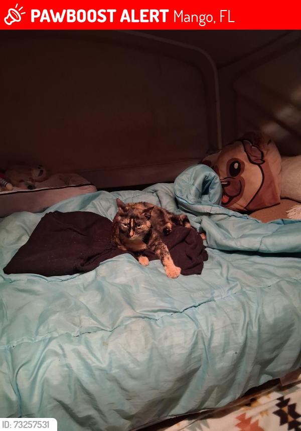 Lost Female Cat last seen Near Hillsborough ave, Mango, FL 33584