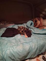 Lost Female Cat last seen Near Hillsborough ave, Mango, FL 33584