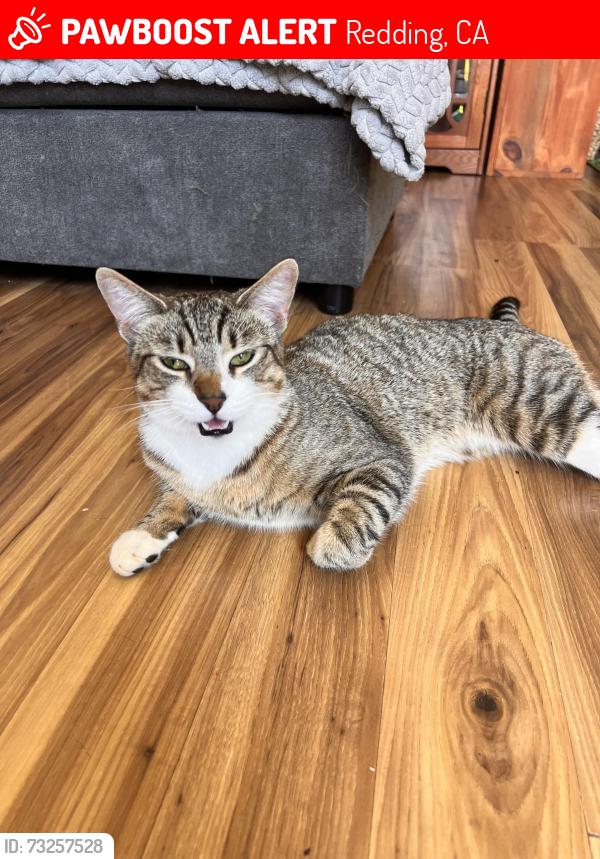 Lost Male Cat last seen Shining star way, Redding, CA 96003