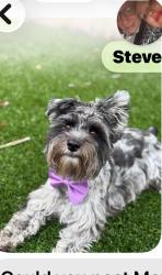 Reunited Male Dog last seen Randall lake apmt, Orlando, FL 32801