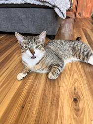 Lost Male Cat last seen Shining star way, Redding, CA 96003