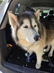 Reunited Male Dog last seen PINEHURST DRIVE OFF MOOG RD, Holiday, FL 34691