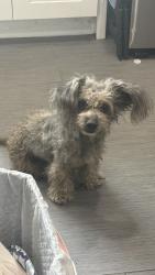 Lost Female Dog last seen W Delaware Ave, Redlands, CA 92374