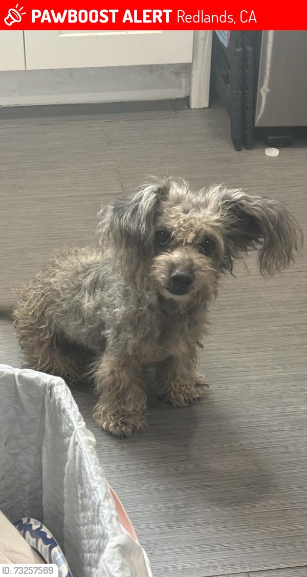 Lost Female Dog last seen W Delaware Ave, Redlands, CA 92374