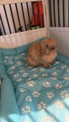 Found/Stray Unknown Rabbit last seen Sepulveda Blvd, Torrance, CA 90505