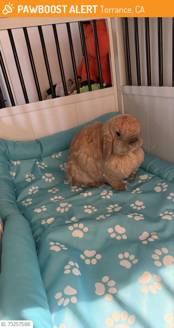 Found/Stray Unknown Rabbit last seen Sepulveda Blvd, Torrance, CA 90505