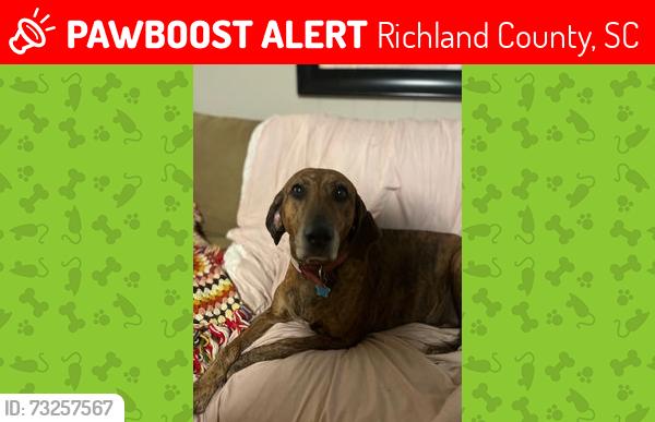 Lost Female Dog last seen Hunting Creek Farms, Richland County, SC 29061