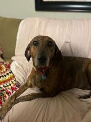 Lost Female Dog last seen Hunting Creek Farms, Richland County, SC 29061