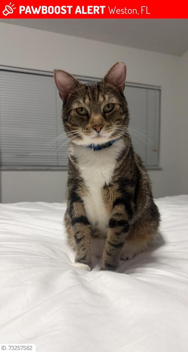 Lost Male Cat last seen Town center, Weston, FL 33326