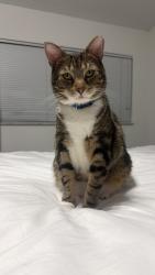 Lost Male Cat last seen Town center, Weston, FL 33326