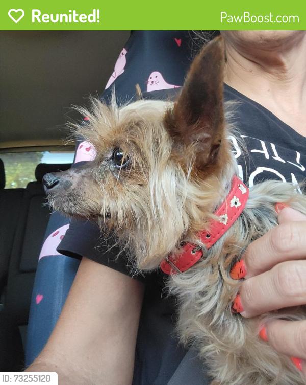 Reunited Male Dog last seen N. Eldridge Parkway and Guernsey, Tomball, TX 77377, Harris County, TX 77377